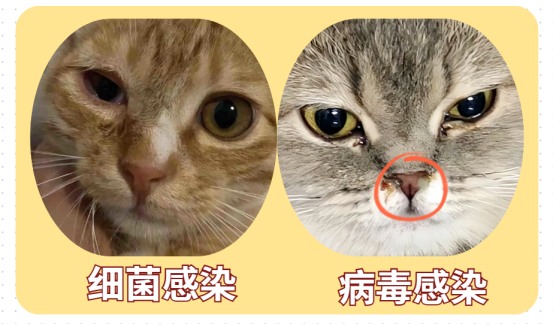猫咪眼睛发炎用什么药?
