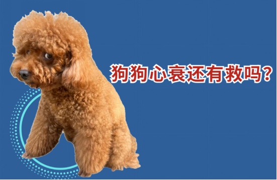 狗狗心衰还有救吗？别慌，有办法延长寿命！
