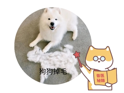 狗狗掉毛不止是换季？这些隐藏原因要警惕