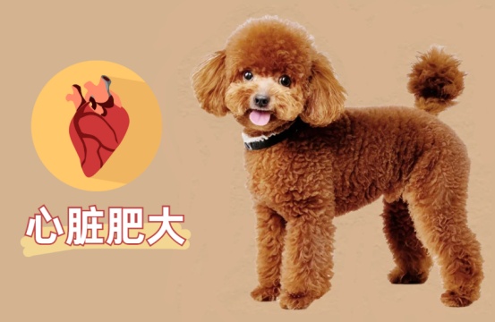泰迪心脏肥大咳嗽严重怎么办？再不看就晚了！