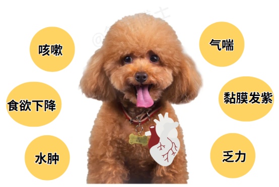 泰迪心脏不好的症状