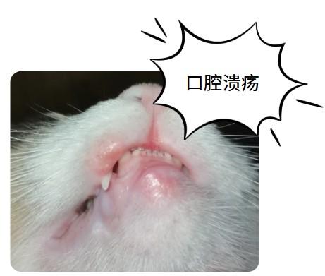 猫嘴唇溃疡，科学治疗策略