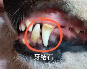 轻松搞定！狗狗牙结石在家清除全攻略