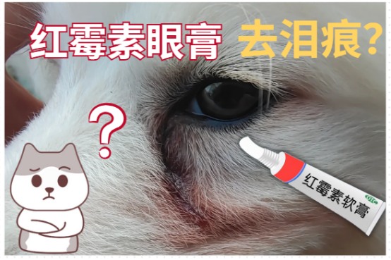 狗狗泪痕去除秘籍：红霉素软膏你用对了吗？