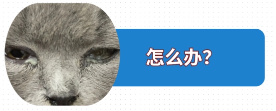 小猫眼睛流脓封眼怎么治疗？