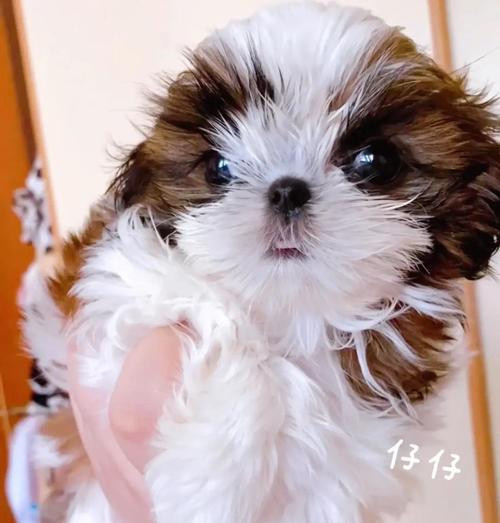 以西施犬感冒了，怎么办？（宠物主人必读！掌握这些关键信息，救救你的萌宠！）