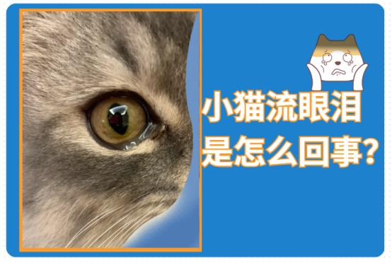 小猫眼睛流眼泪是怎么回事？别急，教你如何处理！