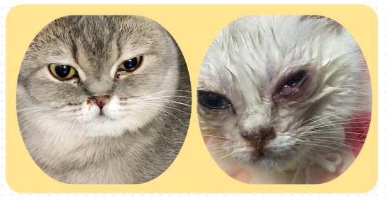 小猫流眼泪是怎么回事?