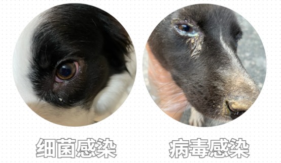 狗狗眼屎多用什么药效果好？
