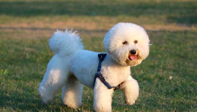 比熊犬常见皮肤病及防治措施（详解比熊犬常见皮肤病种类和预防方法）