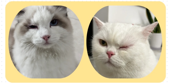 猫眼睛流红褐色分泌物怎么办?