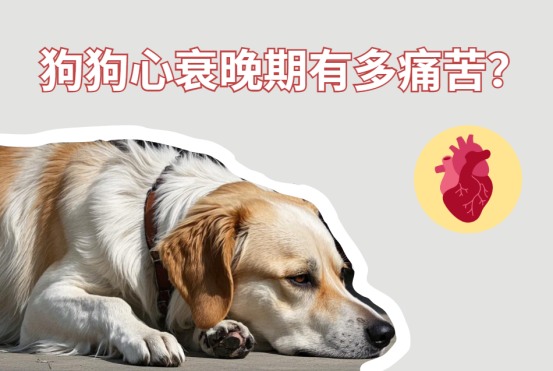 狗狗心衰晚期有多痛苦？你难以想象！
