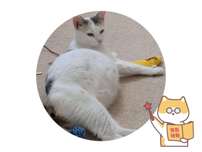 猫咪怀孕吃什么补充营养？猫咪孕期养护指南来了