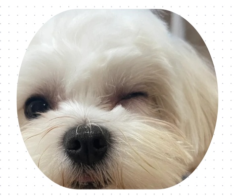 狗狗流眼泪有眼屎用什么药?