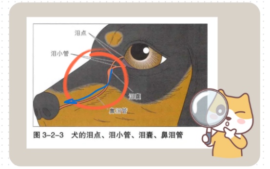 狗狗流眼泪有眼屎