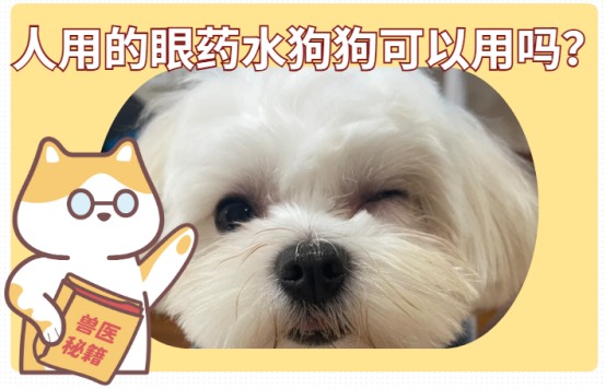 人用的眼药水狗狗可以用吗?