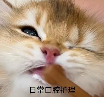猫咪口炎治疗用药全攻略,轻松应对不慌张!