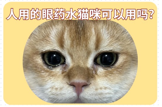 人用的眼药水猫咪可以用吗?