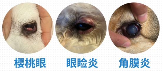 狗狗的眼睛红了总有脓眼屎用什么药?