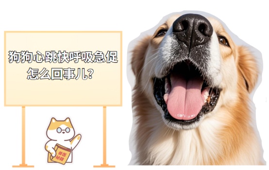 狗狗心跳快呼吸急促怎么回事儿?