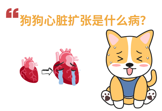 狗狗心脏扩张是什么病?