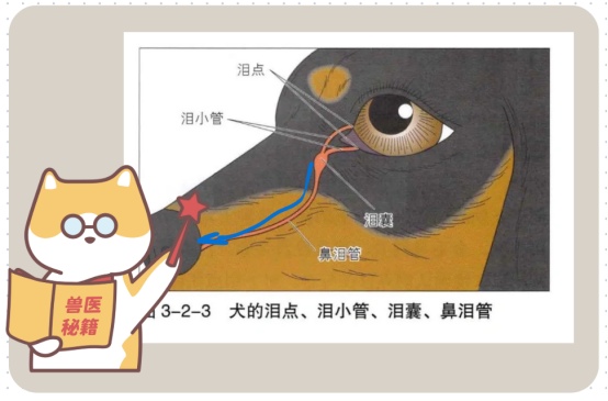 狗狗有泪痕怎么办?