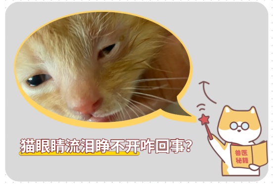猫咪眼睛流泪有点睁不开是咋回事?