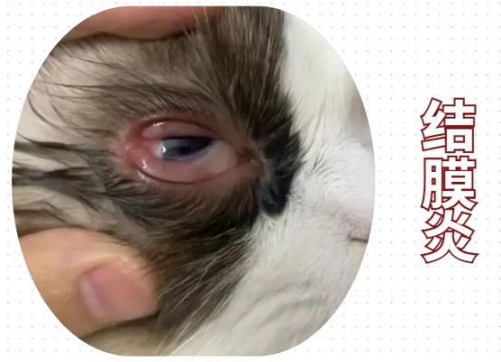 猫咪眼睛睁不开是咋回事?