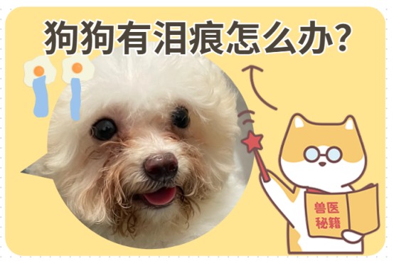 狗狗泪痕严重怎么办?