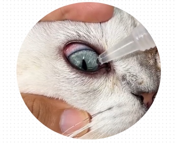 猫咪眼睛睁不开怎么办?
