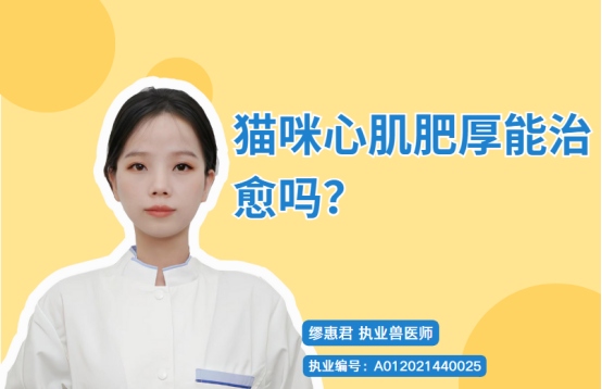 猫咪心肌肥厚能治愈吗？