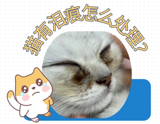 猫有泪痕是什么原因？