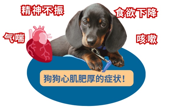 狗狗心肌肥厚的症状