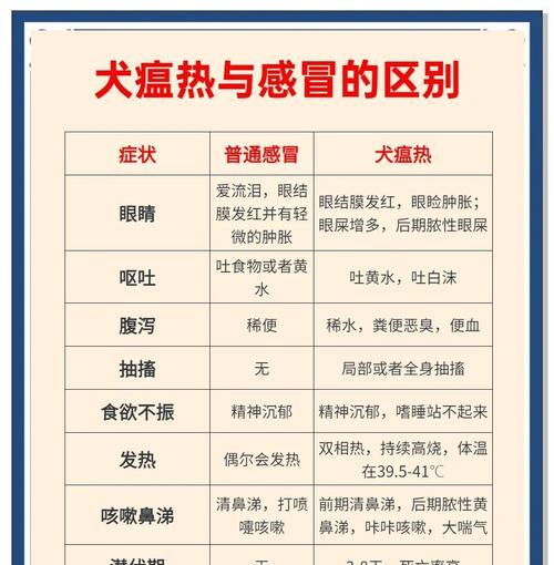 泰迪狗狗发烧了，如何应对？（快速识别狗狗发烧的症状及应对方法）