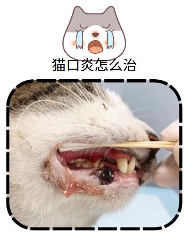 猫咪口炎自愈?别犯傻