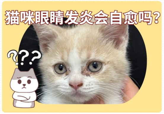 猫咪眼睛发炎会自愈?