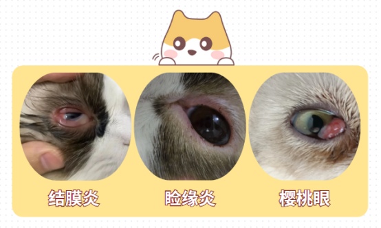 猫咪眼睛发炎怎么办