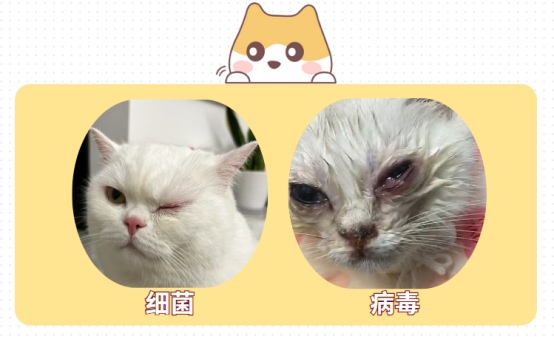 猫咪眼睛发炎用什么药?