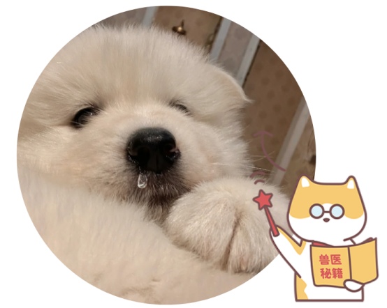 狗狗呼吸急促一抽一抽的怎么回事？