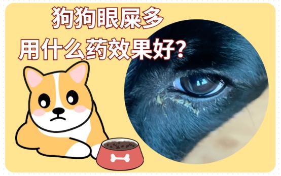 狗狗眼屎多用什么药