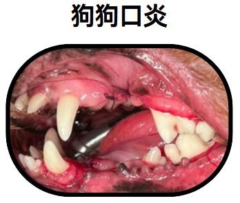 狗狗口腔有炎症,这些药物来帮你!