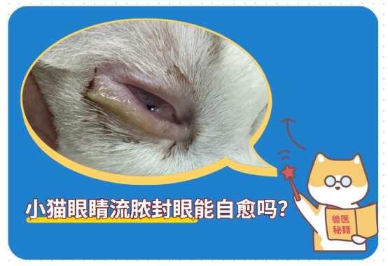 小猫眼睛流脓封眼能自愈吗？