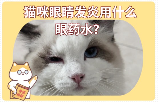 猫咪眼睛发炎用什么眼药水？