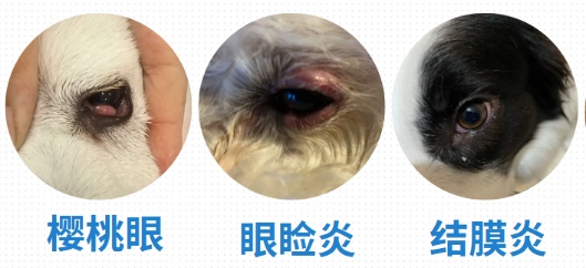 狗狗眼睛红是怎么回事