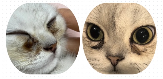 猫咪泪痕怎么去除？