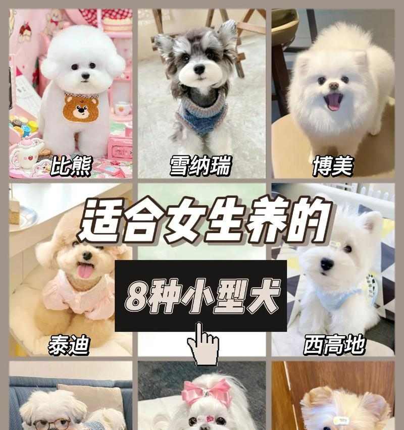 以小种宠物狗有哪些品种？（探索各类迷你犬的迷人特质和适应家庭生活的优势）