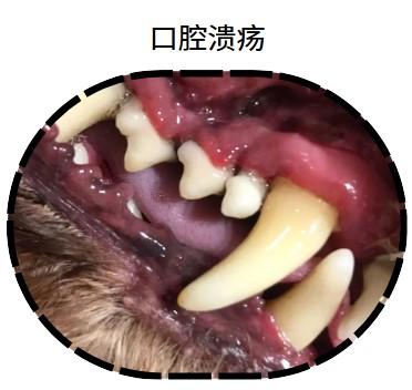 快速治愈狗狗口腔溃疡，选对药是关键！