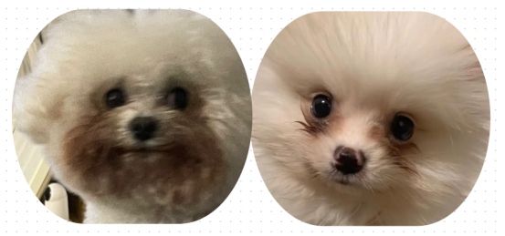 狗狗流眼泪有眼屎是什么原因？