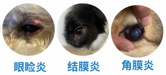 狗狗流眼泪有眼屎怎么办？