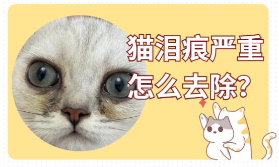 猫泪痕严重怎么去除？简单几步就能搞定